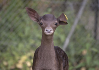 Hirschpark – Ruheort mitten im Quartier